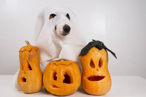 Jack Russell Cão Terrier Traje Fantasma Três Jack Lanternas Fundo — Fotografia de Stock
