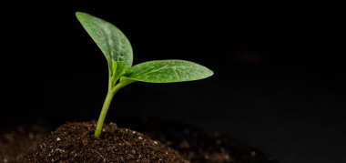 Siyah arkaplanda kabak filizi yakın plan.