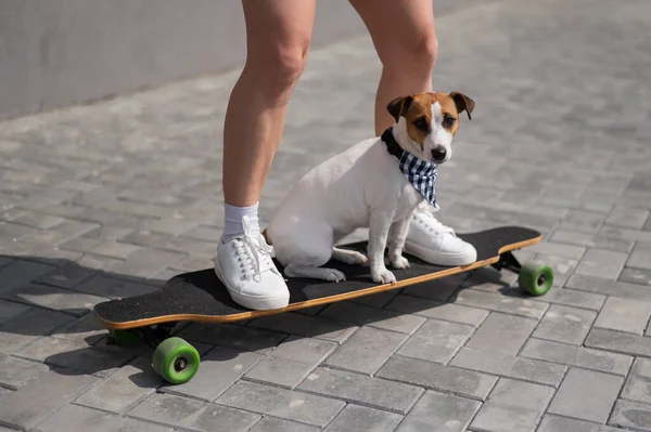 Mulher Caucasiana Montando Longboard Junto Com Cão Jack Russell Terrier — Fotografia de Stock