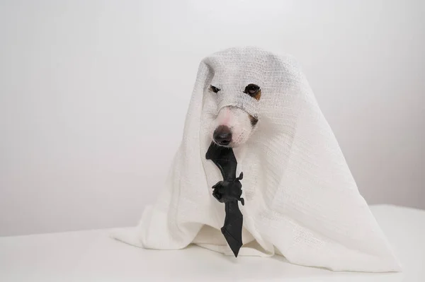 stock image Jack Russell Terrier dog in a ghost costume holding a bat on a white background