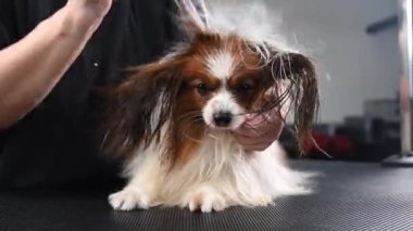Bir kadın bir köpeğin önlüğünü tarıyor. Papillon Continental Spaniel 'in kuafördeki portresi