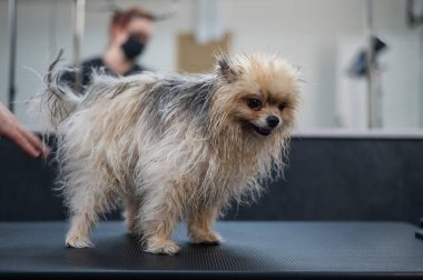 Güzellik salonunda yıkandıktan sonra komik ıslak pomeranian.