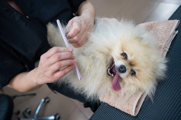 一位女性美容师正把爪子贴在斯皮兹的爪子上 狗只修指甲程序 — 图库照片