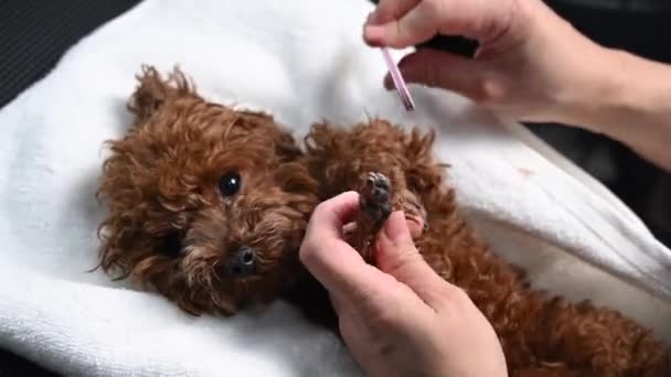 Uma Mulher Groomer Está Arquivando Garras Nas Patas Mini Poodle — Vídeo de Stock