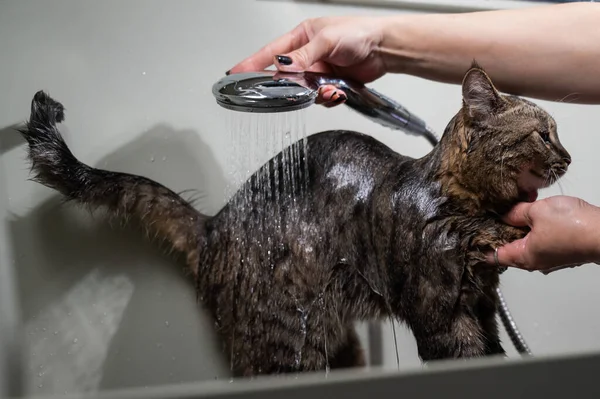 Frau Wäscht Eine Gestromte Graue Katze Einem Pflegesalon — Stockfoto