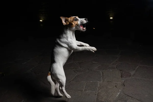 Engraçado Jack Russell Terrier Cão Pega Comida Seca Mosca — Fotografia de Stock
