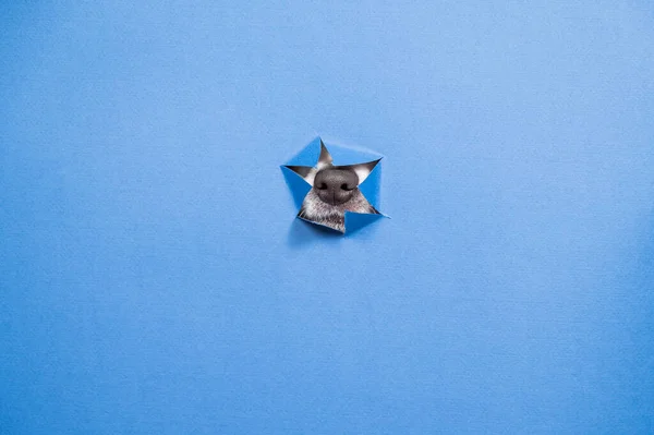 ジャック ラッセル テリア犬の鼻は引き裂かれた紙の青の背景から突き出た — ストック写真
