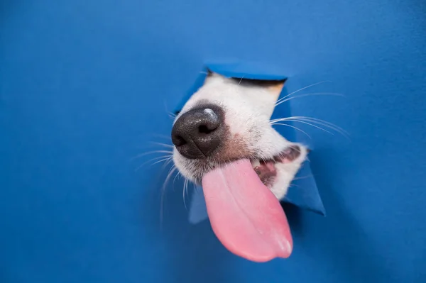 Jack Russell Terrier Chien Lèche Nez Penche Sur Papier Déchiré — Photo