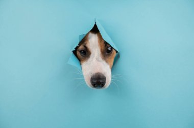 Kağıt mavisi arka planda bir delikten komik köpek ağızlığı. Boşluğu kopyala