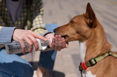 Sahibi, Afrikalı köpek Basenji 'yi sıcakta bir şişeden sular.