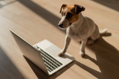 Jack Russell Terrier dog sitting at a laptop on a wooden floor