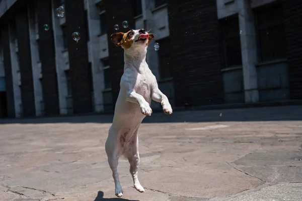 Netter Hund Jack Russell Terrier Fängt Seifenblasen Freien — Stockfoto