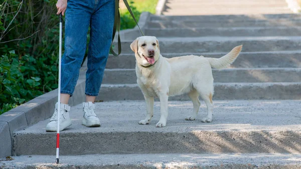 Close Legs Blind Woman Walking Stairs Tactile Cane Guide Dog — Stock Photo, Image