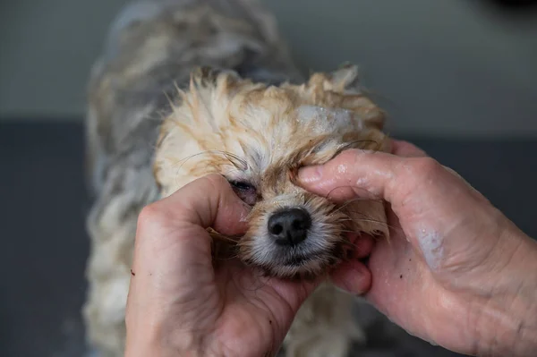 Pflegerin Wäscht Spitz Hund Mit Shampoo — Stockfoto