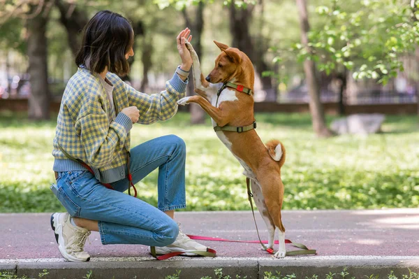 アフリカ犬のサベンジは公園の散歩中の所有者を5人高く評価しています — ストック写真