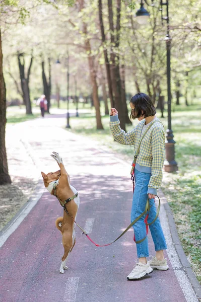Ung Kvinna Tränar Icke Skällande Afrikansk Hund För Promenad Parken — Stockfoto