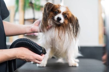 Beyaz bir kadın köpeği kurutuyor. Papillon Continental Spaniel kuaförde