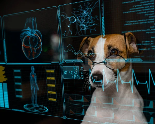 Jack Russell Terrier Cão Olha Para Dados Tela Médica Menu — Fotografia de Stock