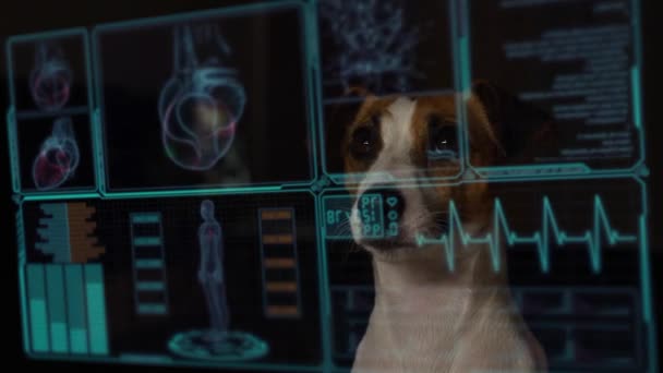 ジャック ラッセル テリア犬は 仮想メニュー医療画面上のデータを見ています 生命維持モニターの読み取り — ストック動画