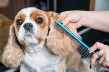 Süvari Kral Charles Spaniel 'i kuaförde tarıyor.