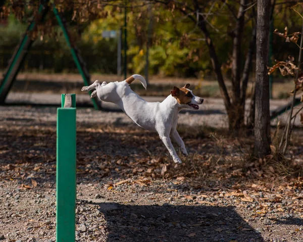 Pies Jack Russell Terrier Skaczący Przez Drewnianą Barierę Placu Zabaw — Zdjęcie stockowe
