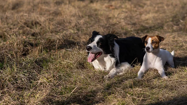 Σκύλος Jack Russell Τεριέ Και Σύνορα Κόλλεϊ Βρίσκονται Στο Κίτρινο — Φωτογραφία Αρχείου