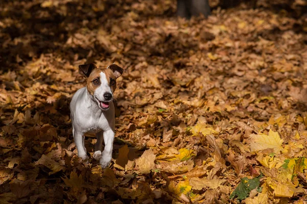 Jack Russell Terrier Kutya Fut Egy Halom Sárga Lehullott Levelek — Stock Fotó