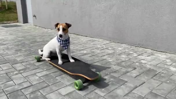 Jack Russell Terrier Câine Echitatie Lung Bord — Videoclip de stoc