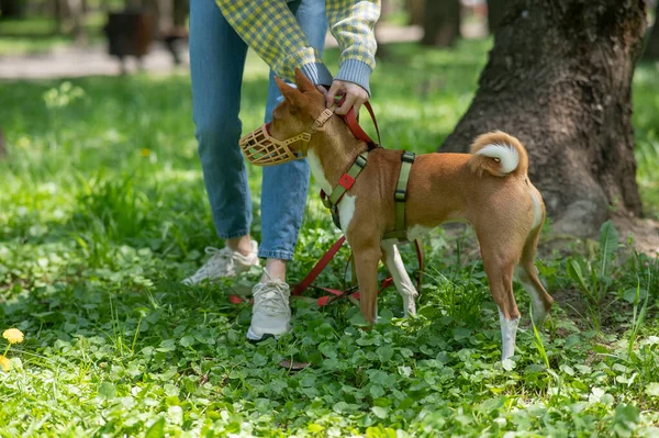 The owner puts a muzzle on the African dog breed Basenji for a walk
