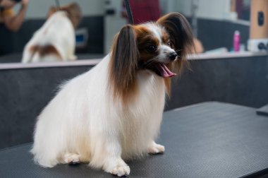 Papillon Continental Spaniel 'in kuafördeki portresi.