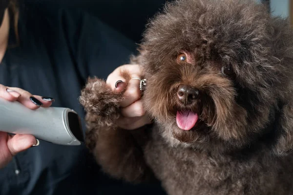 Bir Kadın Kuaförde Tıraş Makinesiyle Kahverengi Kıvırcık Bir Köpeğin Patisini — Stok fotoğraf