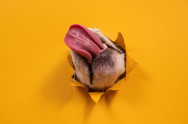 Köpek Jack Russell Terrier 'ı yalarken burnuyla turuncu karton arka planı kırılmış.