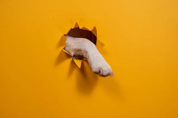 犬のジャックラッセルテリアタイヤの足の段ボールオレンジの背景 — ストック写真