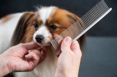 Kadın köpeği tarıyor. Papillon Continental Spaniel 'in kuafördeki portresi