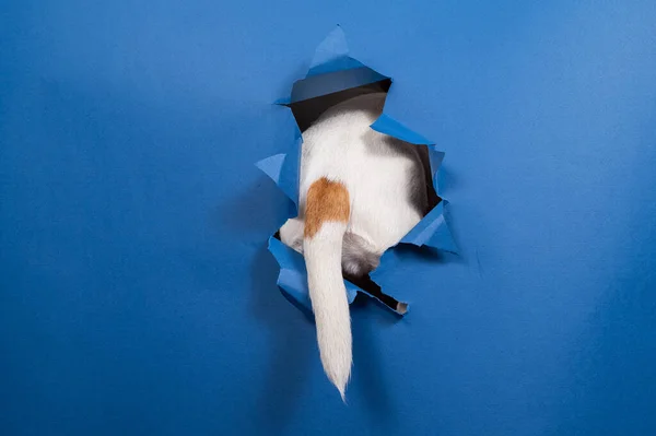 ジャック ラッセル テリアの犬の尻尾は青い背景に引き裂かれた紙から突き出ています — ストック写真