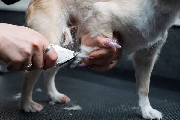 Groomer Cuts Hair Paws Chihuahua Grooming Salon Funny Decorative Dog — Stock Photo, Image