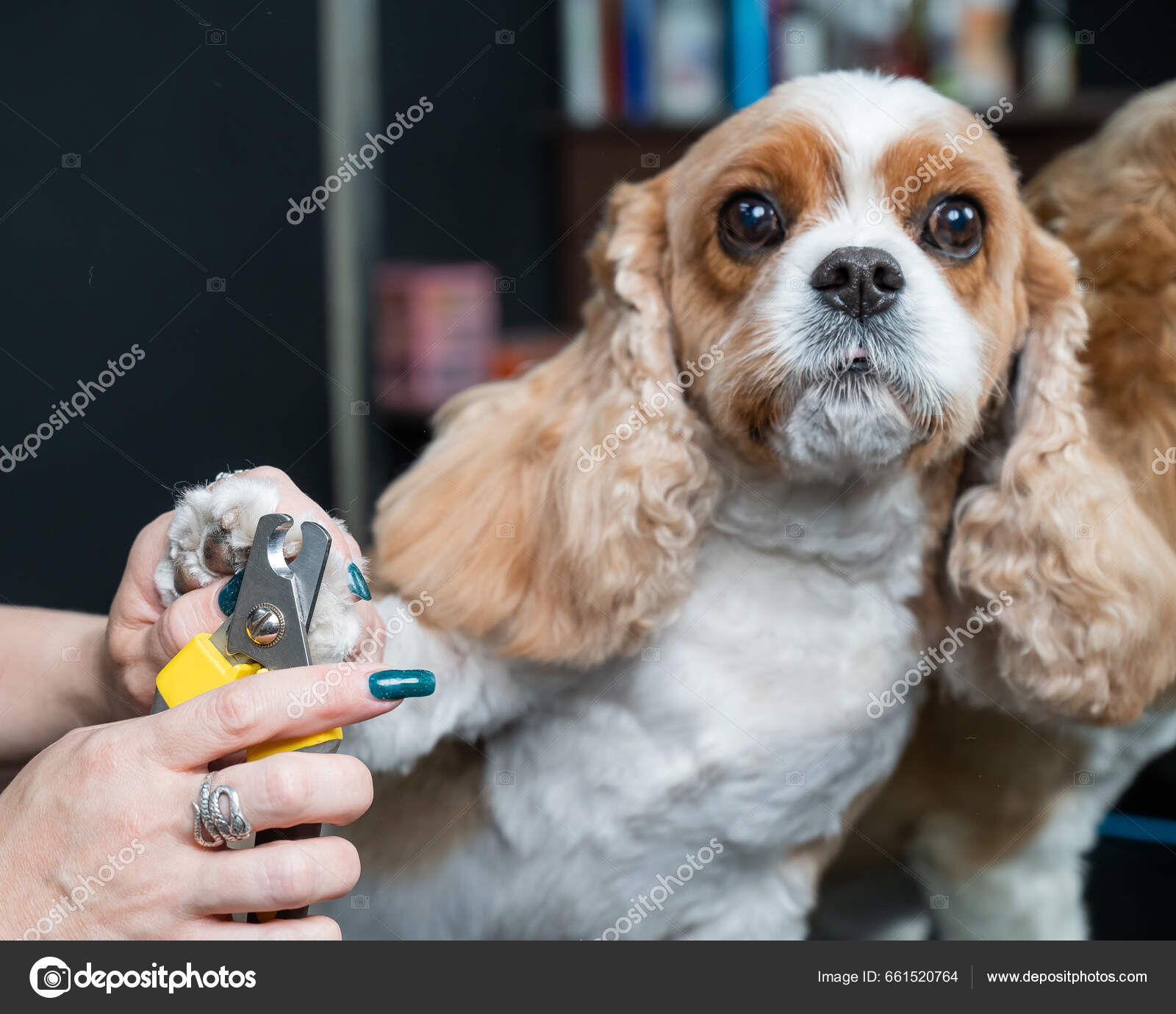 Cavalier King Charles Spaniel Short Hair Short Haired King Charles