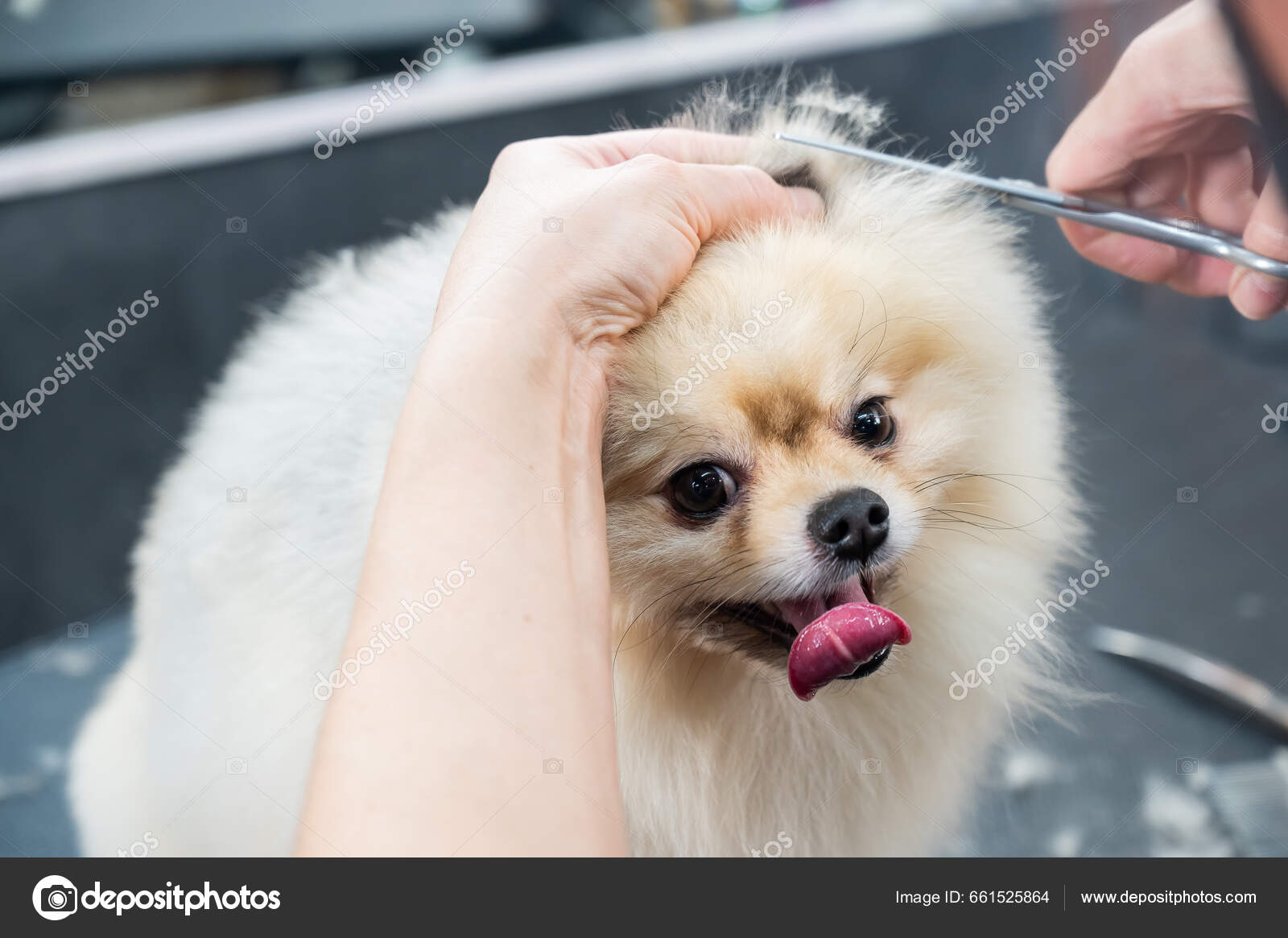 Cut Grooming Japanese Spitz Spitz Nain German Spitz Grooming White
