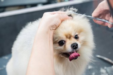 Bir kadın makasla Pomeranya kesimi yapar. Kuaförde bir köpek.