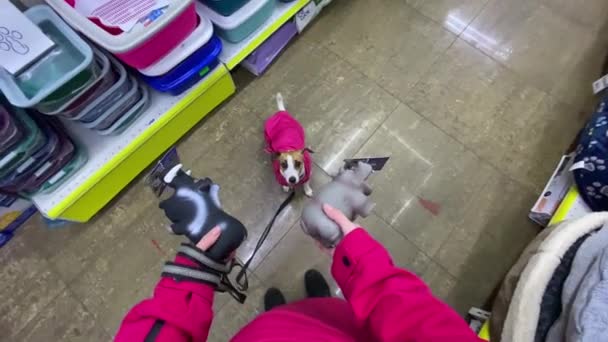 Caucasian Woman Dog Jack Russell Terrier Choosing Toy Pet Store — Stock Video