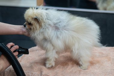 Bir kadın kuaförde yıkandıktan sonra bir Pomeranian 'ı saç kurutma makinesiyle kurutuyor.
