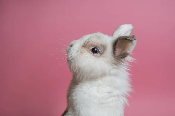 一只可爱的灰白色兔子后腿站在粉色背景下的画像 — 图库照片