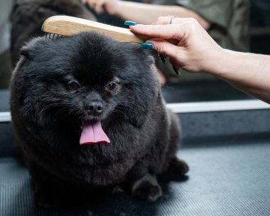 Tımarcı kadın kuaförde siyah tükürük tarıyor.
