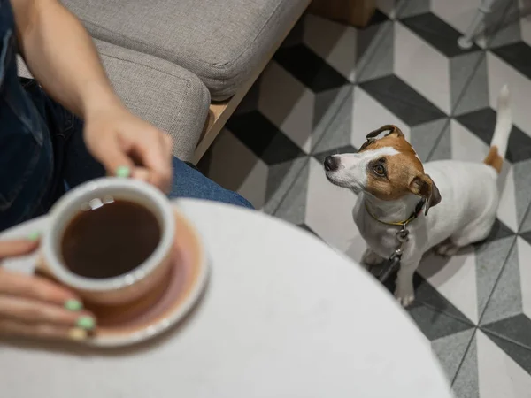 Kvinnan Dricker Kaffe Ett Hundvänligt Café Jack Russell Sitter Golvet — Stockfoto