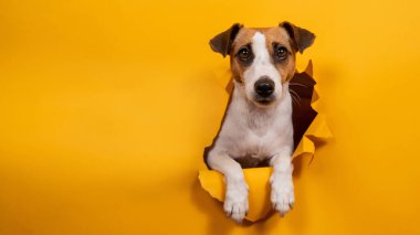 Jack Russell Terrier 'ı yalamak, kağıt turuncu arka planda yırtılmaya başlar.