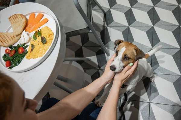 Jack Russell Terrier Implorar Num Café Ovos Mexidos Salmão Torrada — Fotografia de Stock