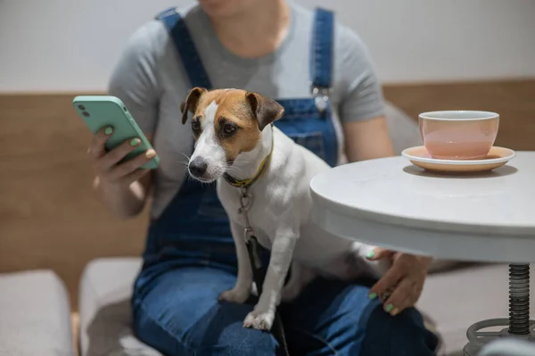 Jack Russell sits on the lap of the owner in a cafe. Woman drinking coffee in a dog friendly cafe