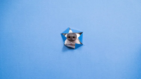 ジャック ラッセル テリア犬の鼻は引き裂かれた紙の青の背景から突き出た — ストック写真