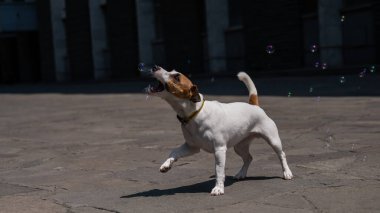 Dışarıda sabun köpüğü yakalayan sevimli köpek Jack Russell Terrier.