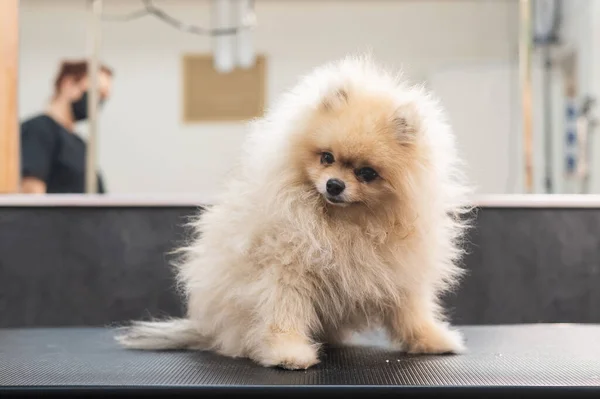 Grappige Spitz Hond Het Wassen Drogen Een Verzorgingssalon — Stockfoto